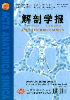 力学刺激在骨愈合中的作用及机制研究进展